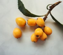 Loquats